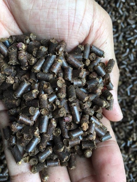 Tantora Cattapa King Stick 100g suplement z liści ketapangu