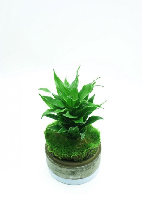 Yokuchi Tensui Mist 200ml Preparat do Zraszania Roślin Tropikalnych