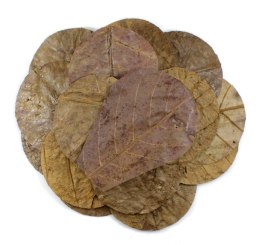 Tantora Cattapa Leaves Liście Ketapangu Nano 15Szt.