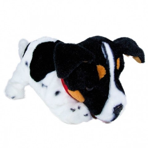 Maskotka interaktywna figo pies reagujący na komendy jack russel terrier