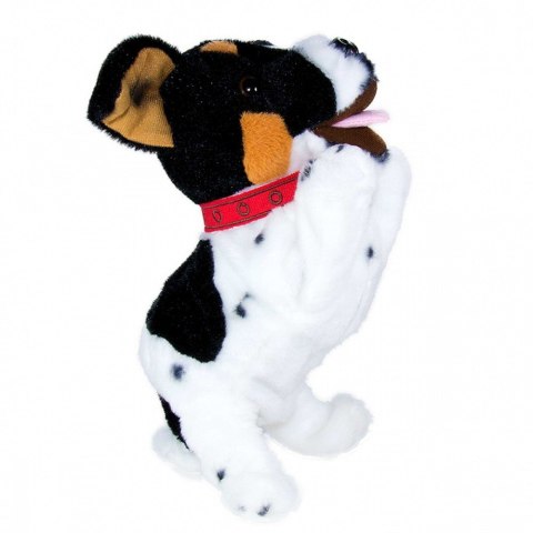 Maskotka interaktywna figo pies reagujący na komendy jack russel terrier