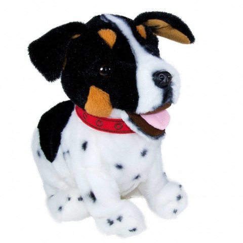 Maskotka interaktywna figo pies reagujący na komendy jack russel terrier