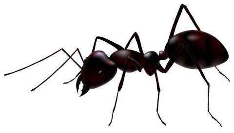 BROS - Mrówkofon - środek na mrówki 250g