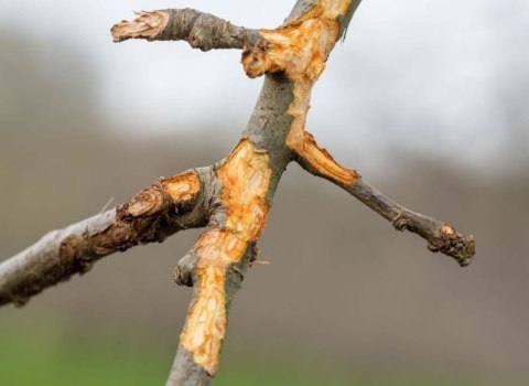 Koro-Derma maść ogrodnicza w butelce z aplikatorem 150g