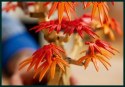 10348 - LEGO The Botanical Collection - Klon palmowy bonsai