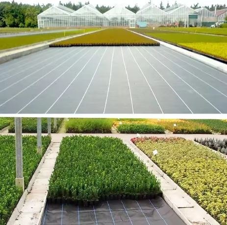 Agrotkanina Czarna 1100cm x 50m UV 135g Antychwastowa Agrowłóknina + Kotwy