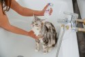 VIRBAC ALLERDERM szampon dla skóry wrażliwej psów i kotów 250ml