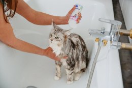 VIRBAC ALLERDERM szampon dla skóry wrażliwej psów i kotów 250ml