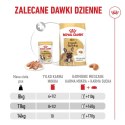 Royal Canin French Bulldog Adult mokra karma dla psów pasztet 12x85g