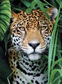 !!! CLE puzzle 500 HQ Jaguar in the Jungle 35127 JAGUAR
