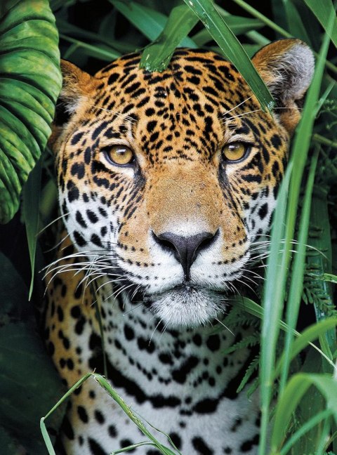 !!! CLE puzzle 500 HQ Jaguar in the Jungle 35127 JAGUAR