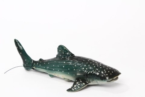 Rekin Wielorybi 21cm 21571 15717 BIELIZNY