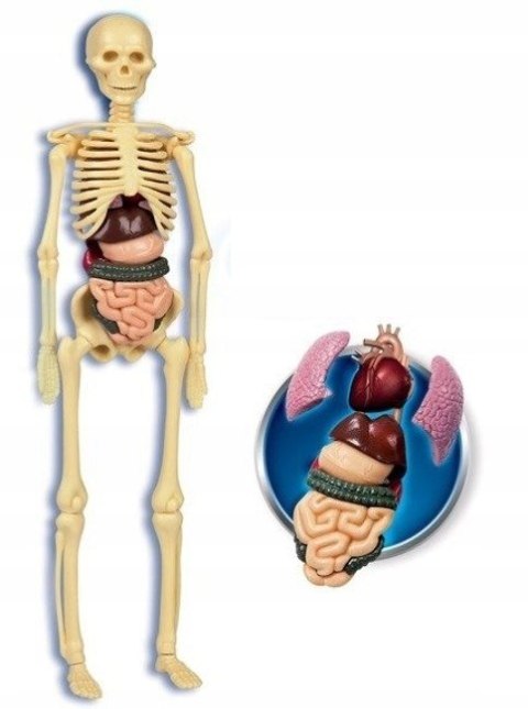 CLEMENTONI ciało ludzkie 60249