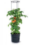 PROSPERPLAST DONICZKA TOMATO GROWER - ANTRACYTOWY 12L